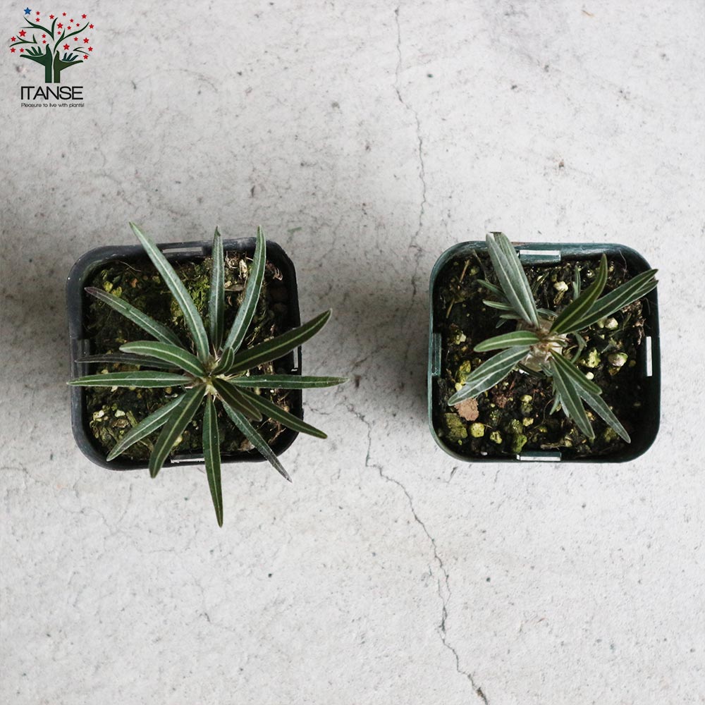 【未発根株】パキポディウム カクチペス　4’【まん丸美株・塊根植物・Pachypodium rosulatum var. cactipes】 isla del pescado - Pachypodium rosulatum var. cactipes