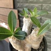 パキポディウム エブレネウム【観葉植物 2.5号ミニサイズ 塊根植物・珍奇植物・多肉植物／1個売り】|観葉植物