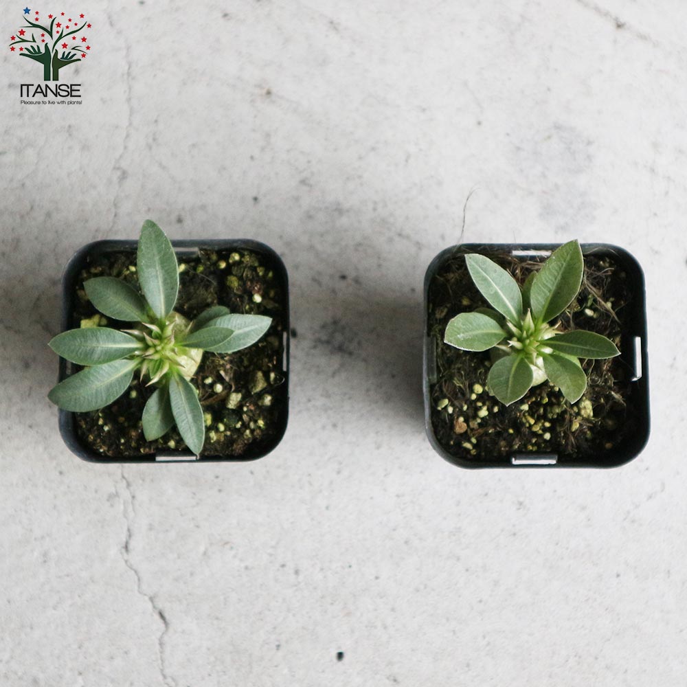 パキポディウム エブレネウム【観葉植物 2.5号ミニサイズ 塊根植物