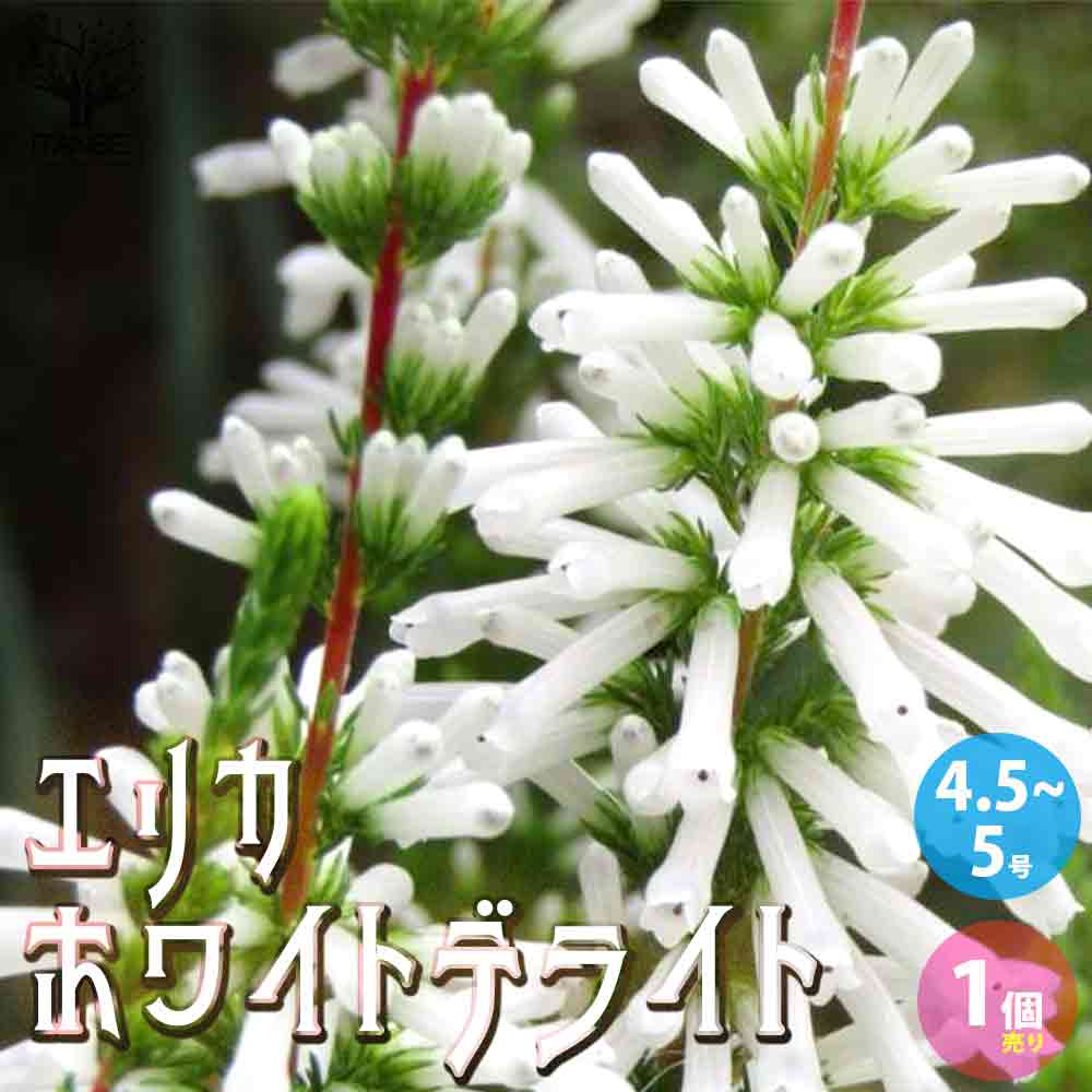 エリカ・ホワイトデライト 【庭木 4.5～5号鉢 花苗・低木苗／1個売り】