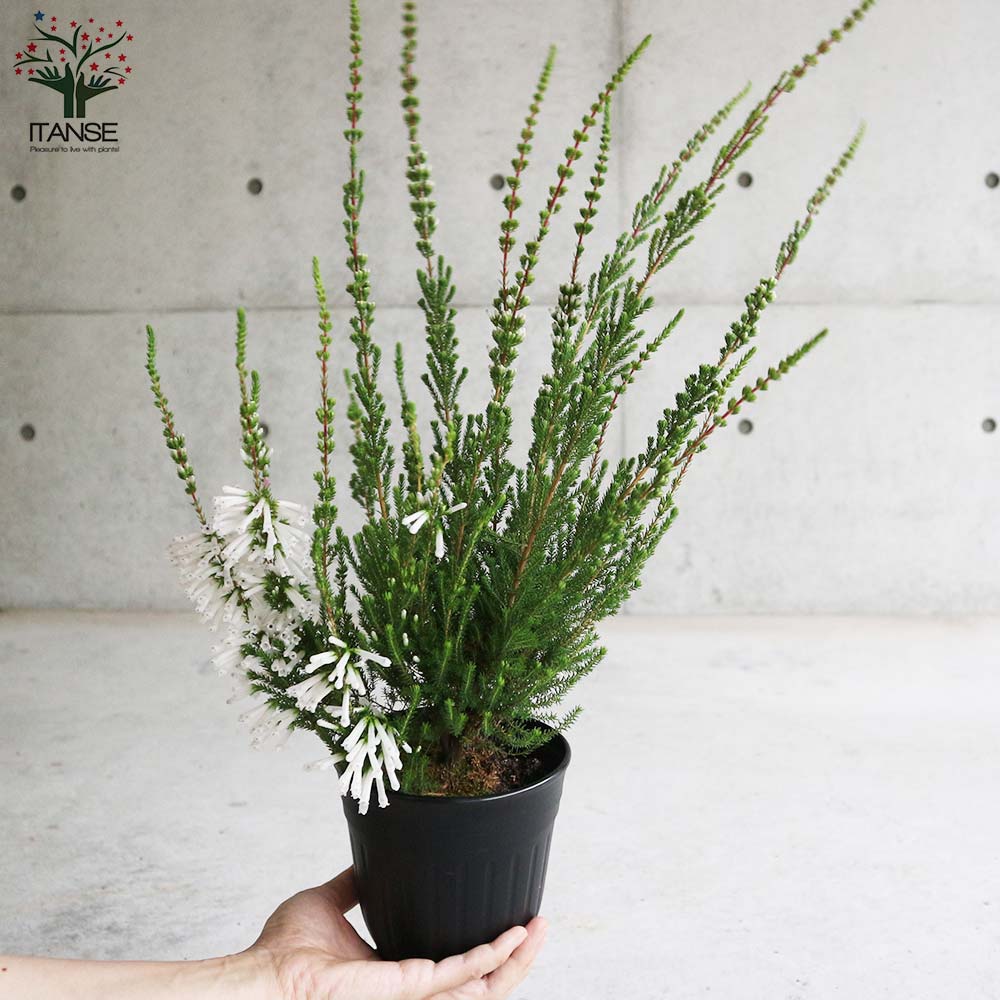 ブルーベリー苗 コロンブス＆デライト 準大苗セット ラビットアイ系 3