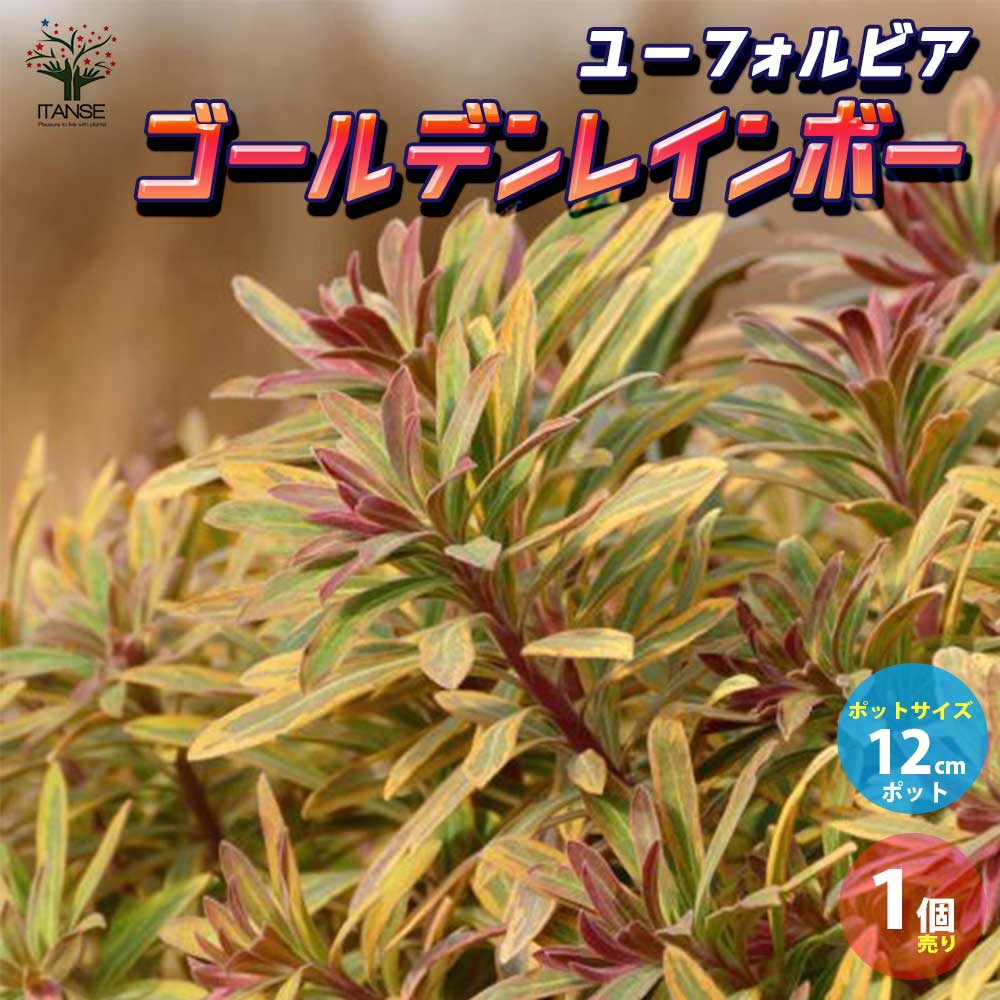 ユーフォルビア ゴールデンレインボー【花苗 12cmポット苗／1個売り】