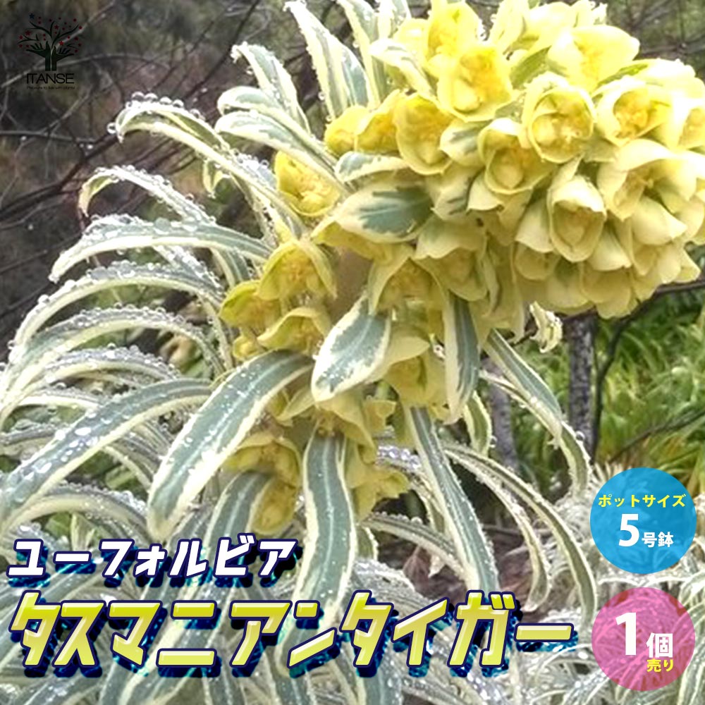 ユーフォルビア タスマニアンタイガー【花苗 5号ポット大苗／1個売り】
