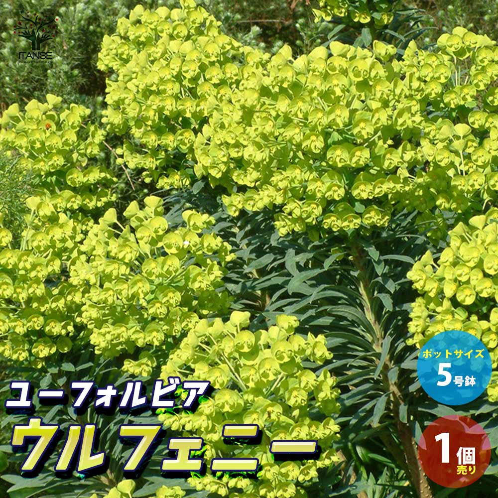 ユーフォルビア ウルフェニー 【花苗 5号ポット大苗／1個売り】