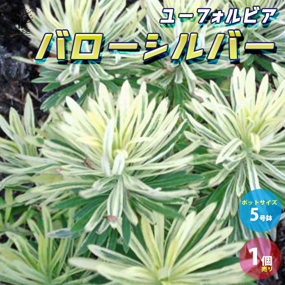 ユーフォルビア バローシルバー【花苗 5号ポット大苗／1個売り】