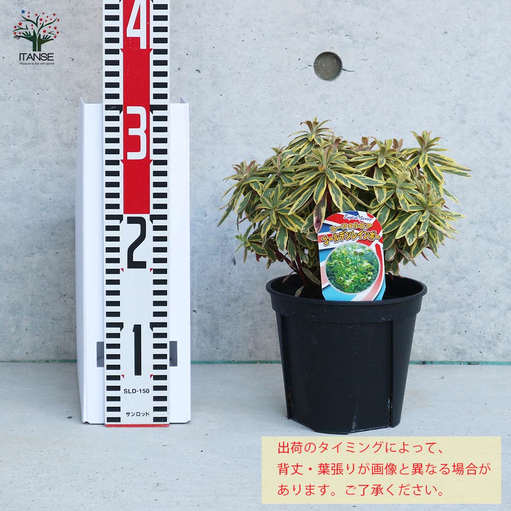 ユーフォルビア ゴールデンレインボー【花苗 5号ポット大苗／1個売り