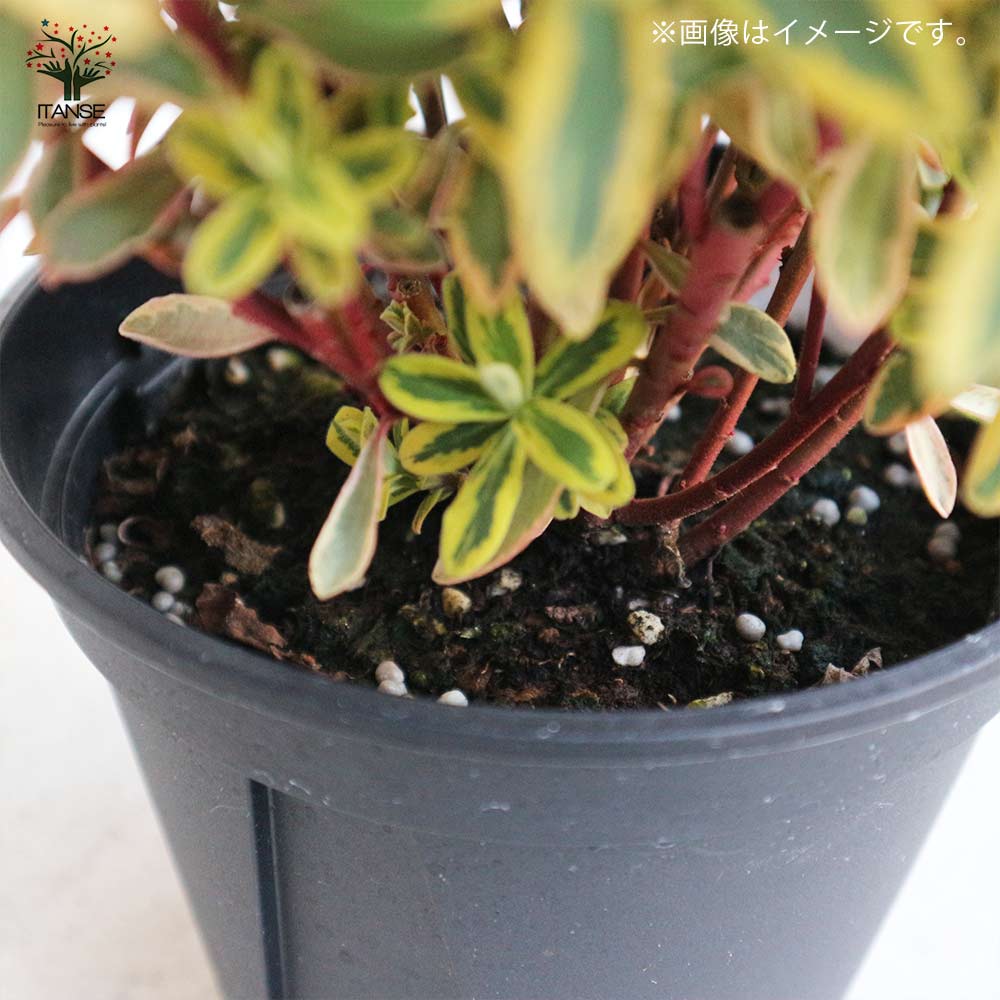 ゴールデン レインボー 大型実美味しい 2年苗木 最後の在庫 大苗木