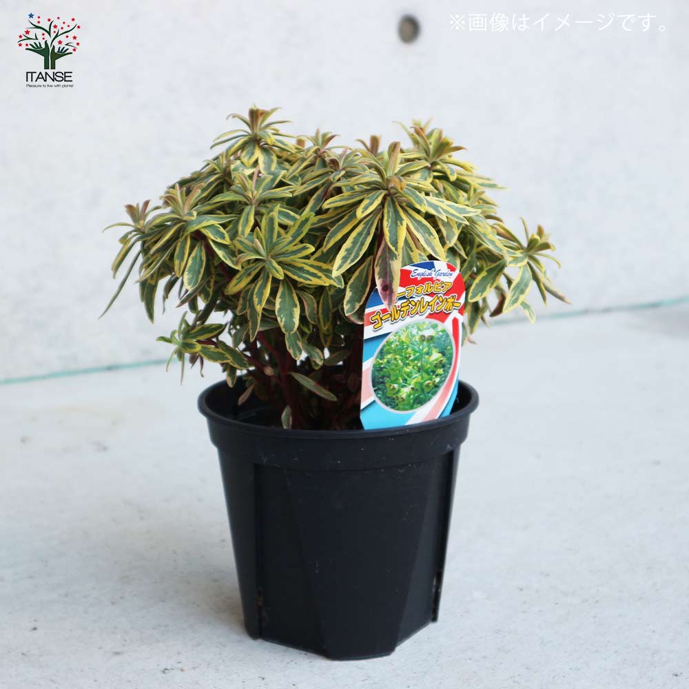 ゴールデン レインボー 大型実美味しい 2年苗木 最後の在庫 大苗木