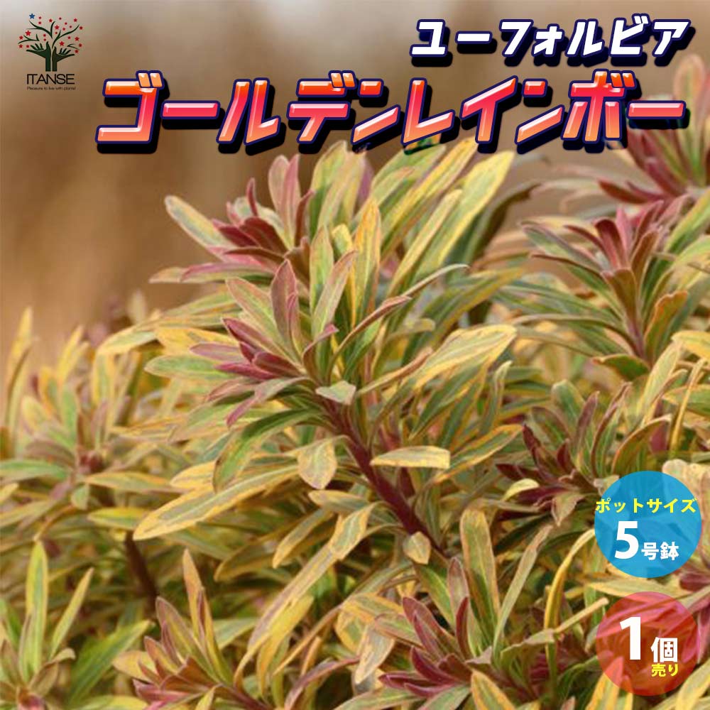 ユーフォルビア ゴールデンレインボー【花苗 5号ポット大苗／1個売り】