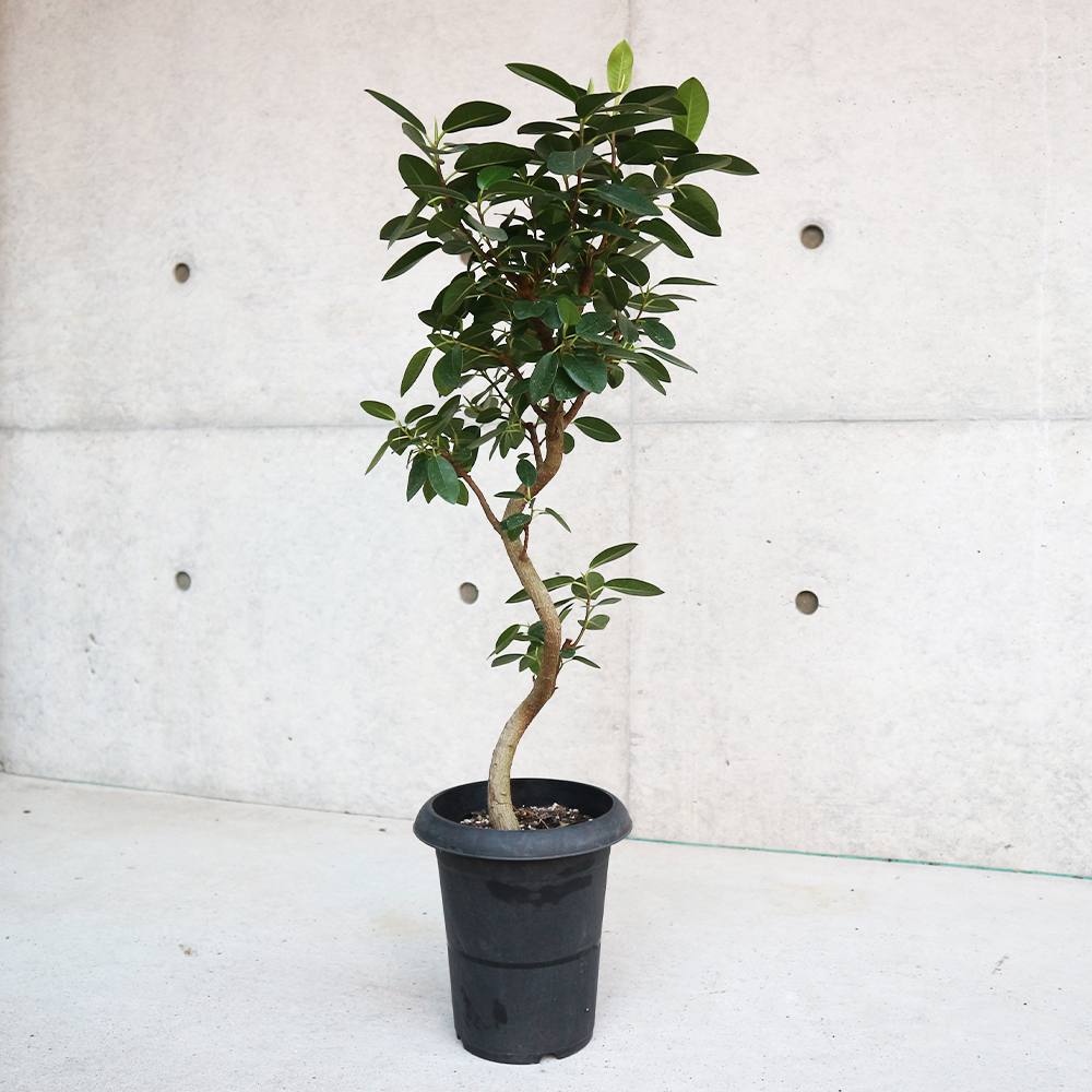 フランスゴム 曲り 【観葉植物 6号プラスチック鉢／1個売り】