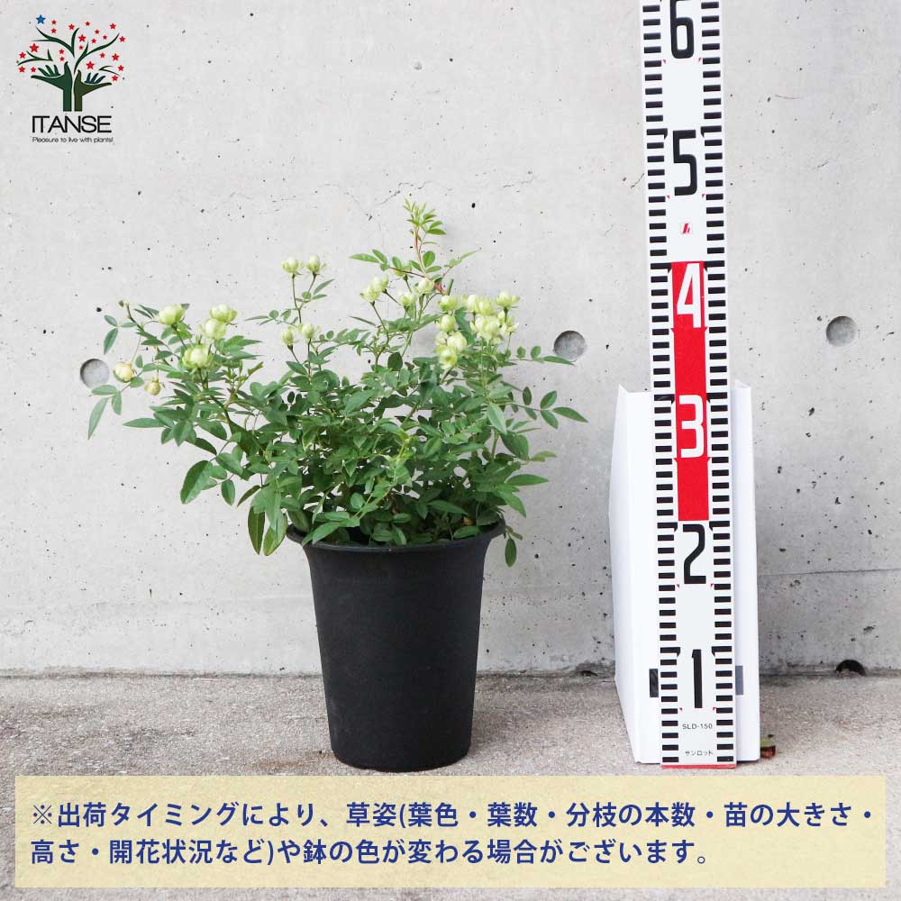 ミニ薔薇 エクレール【花苗 6号鉢大苗／1個売り】｜ 【植物の