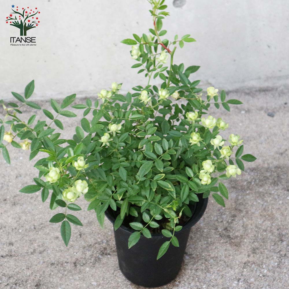 ミニ薔薇 エクレール【花苗 6号鉢大苗／1個売り】｜ 【植物の