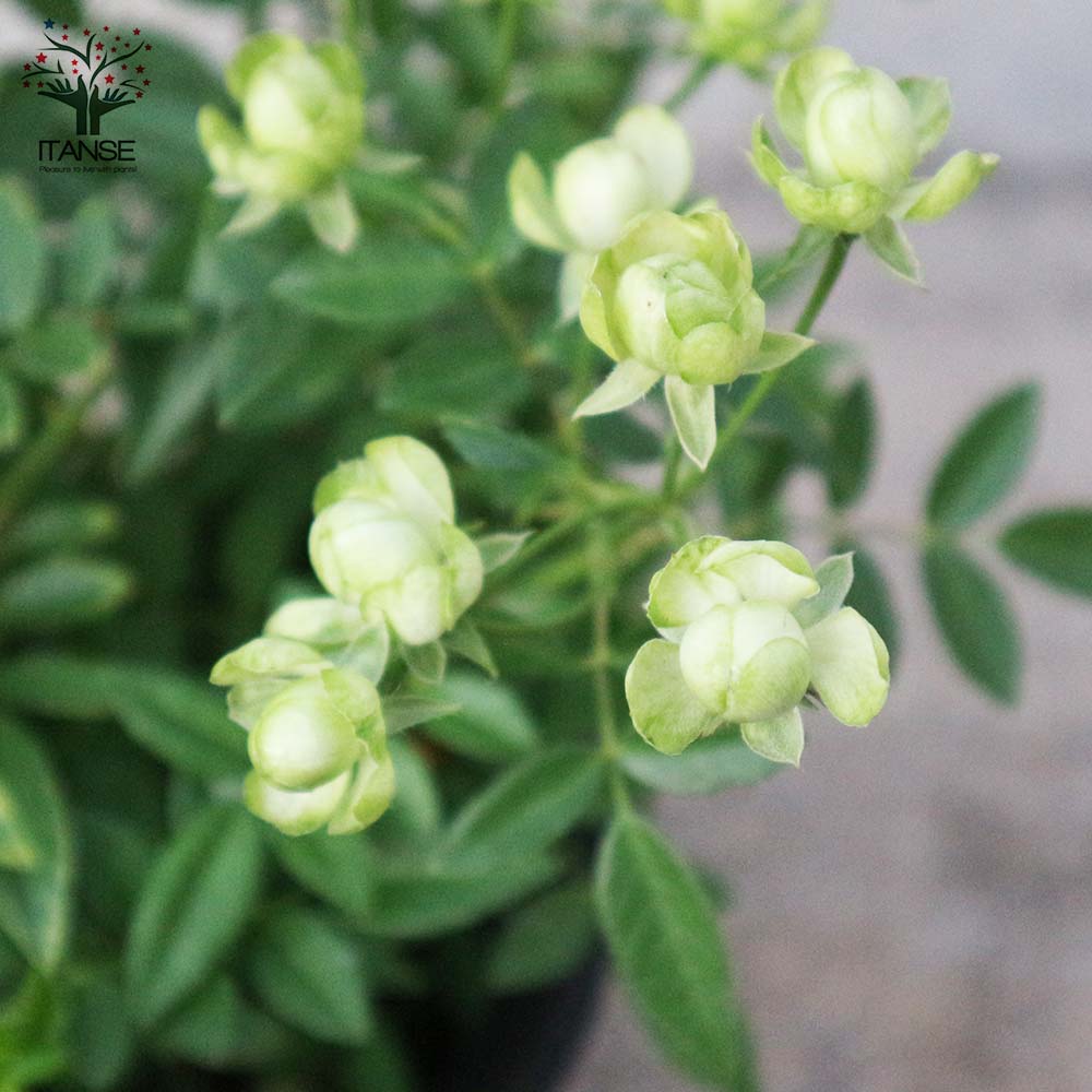ミニ薔薇 エクレール【花苗 6号鉢大苗／1個売り】｜ 【植物の