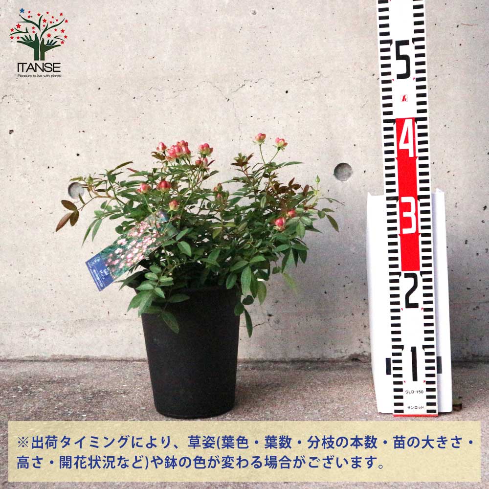 バラ 苗　ラディッシュ　6号鉢 バラ 苗 ラディッシュ 6号鉢