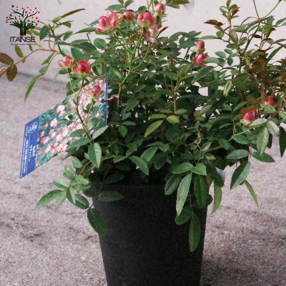 ミニ薔薇 ラディッシュ【花苗 6号鉢大苗／1個売り】｜ 【植物の