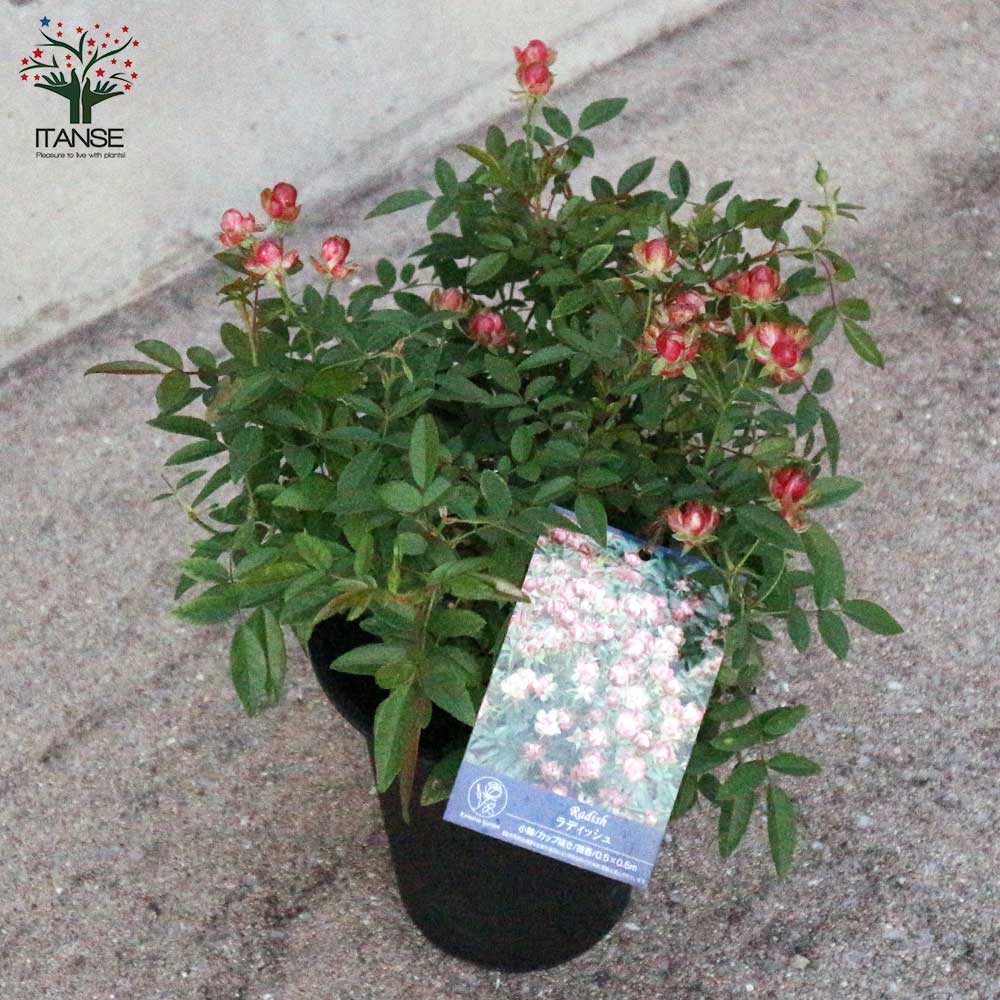 ミニ薔薇 ラディッシュ【花苗 6号鉢大苗／1個売り】｜ 【植物の