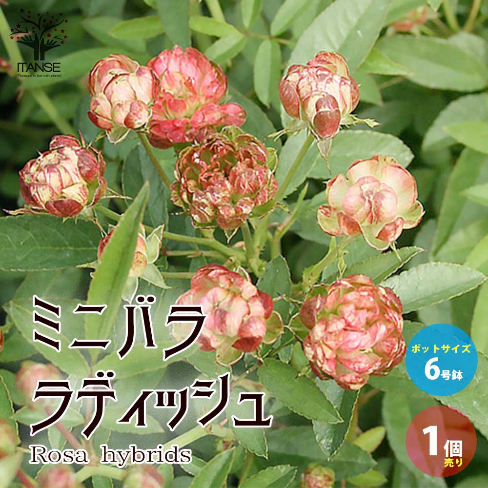 バラ 苗　ラディッシュ　6号鉢 ミニ薔薇 ラディッシュ【花苗 6号鉢大苗／1個売り】｜ 【植物の
