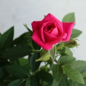 ミニ薔薇 パープルピンク【花苗 3.5号鉢／1個売り】|花苗