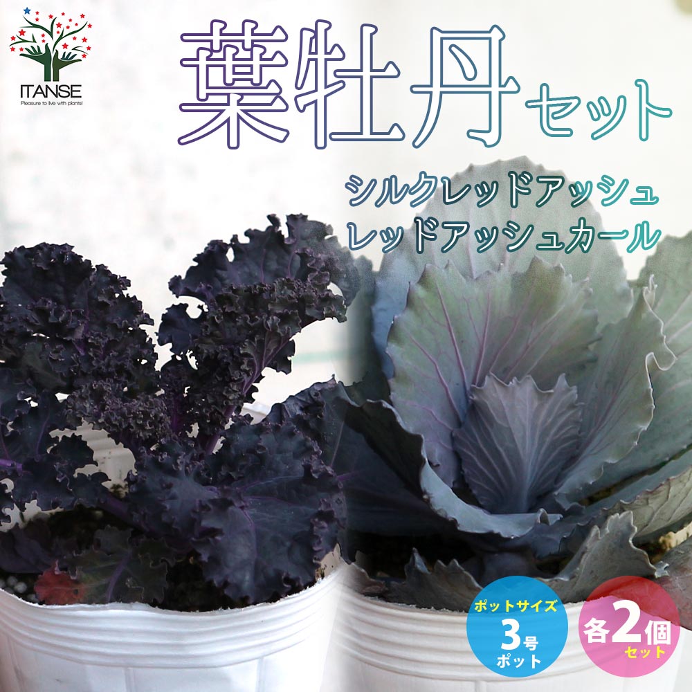 葉ボタン シルクレッドアッシュ・レッドアッシュカール 各2個合計4個セット【花苗 3号ロングポット／お買い得4個セット】