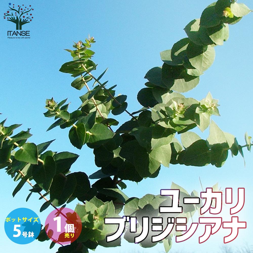 ユーカリ ブリジシアナ【庭木 5号ポット大苗 植木・花木・ハーブ苗／1個売り】