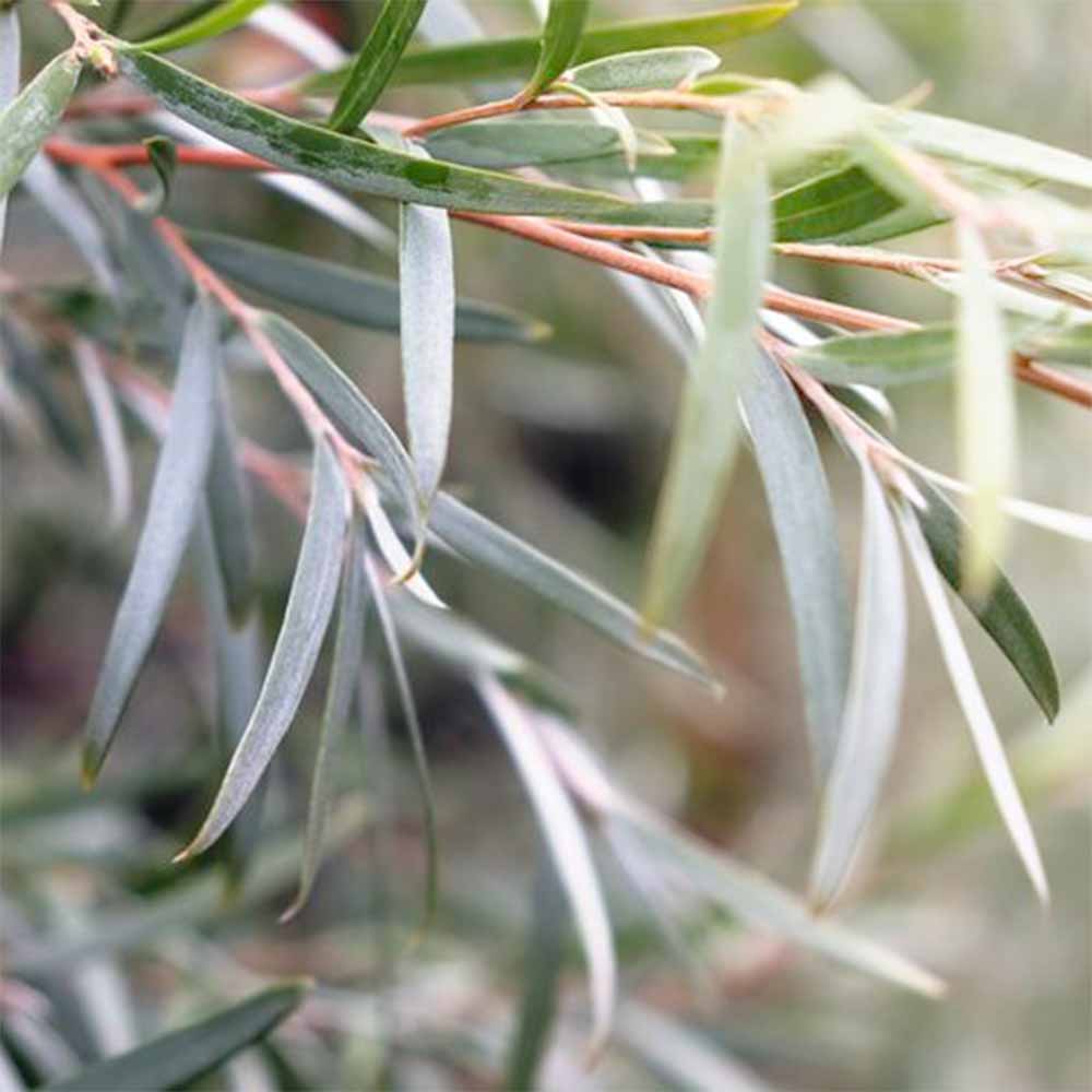 レプトスペルマム シルバーティーツリー (エルフヘアー)【庭木 7号ポット大苗 花木／ハーブ／1個売り】