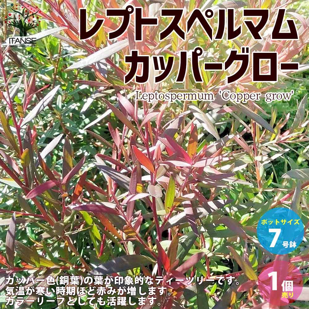レプトスペルマム カッパーグロウ (ボルケーノ) 【庭木 7号ポット大苗