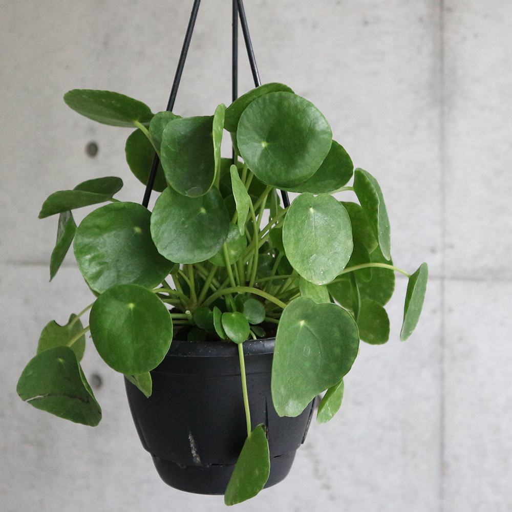 ピレア・ペペロミオイデス 【観葉植物 5号吊鉢 リビングやオフィスに置きやすいサイズ／1個売り】