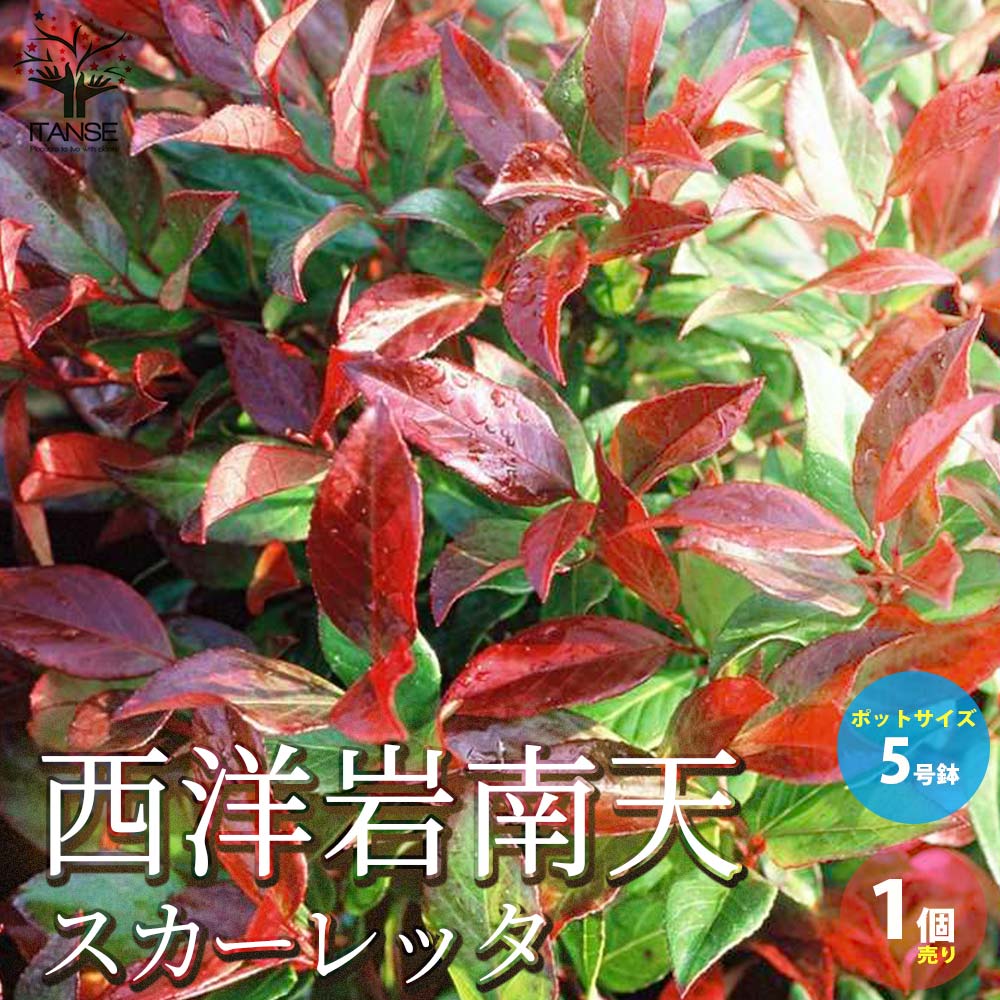 西洋岩南天 スカーレッタ (ルコテー・スカーレッタ)【庭木 5号鉢 低木／カラーリーフ／1個売り】