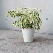 フィカス ベンジャミン スターライト 【観葉植物 6号鉢／1個売り】|観葉植物