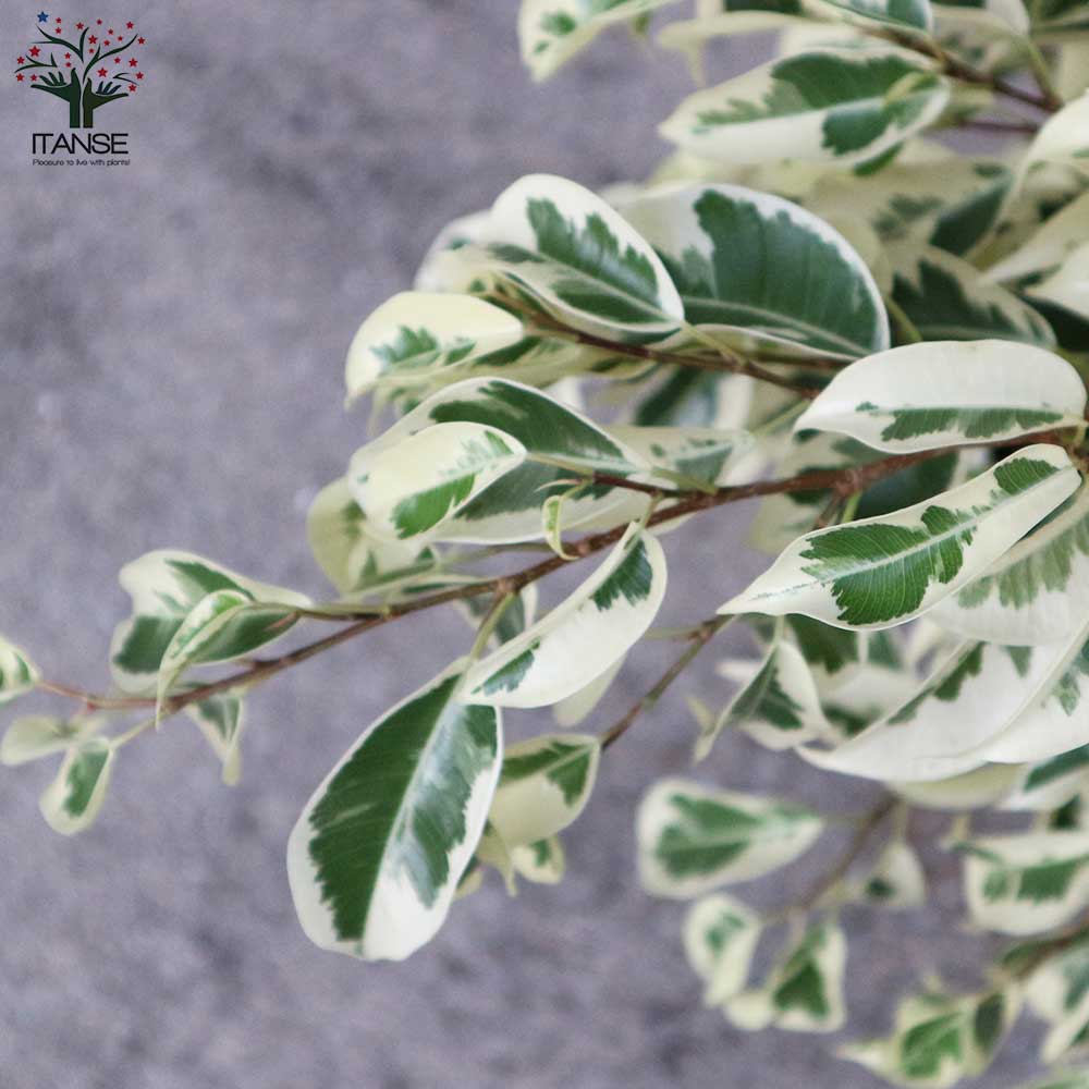 フィカス ベンジャミン スターライト 【観葉植物 6号鉢／1個売り