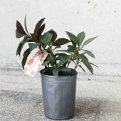 千両 ダークショコラ【庭木 3号ポット 花木／1個売り】|その他|カラーリーフ