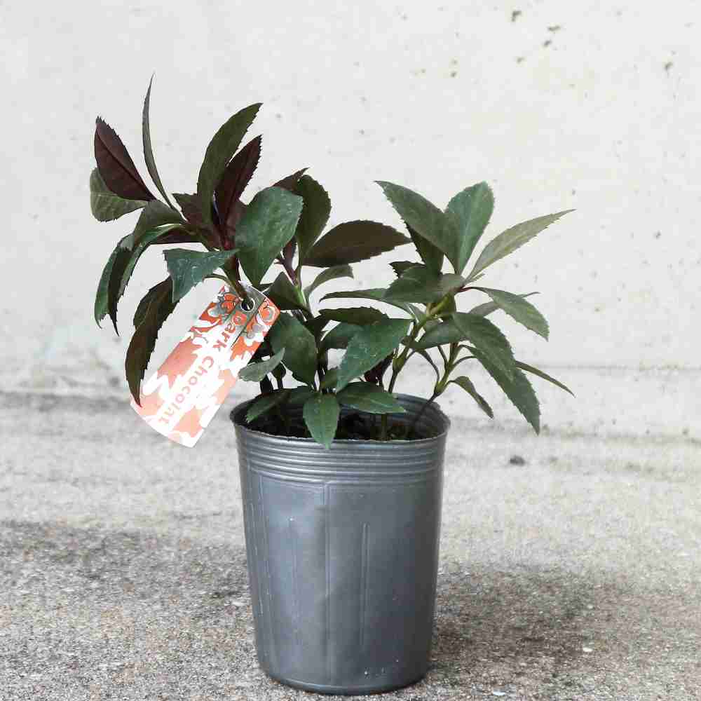 千両 ダークショコラ【庭木 3号ポット 花木／1個売り】