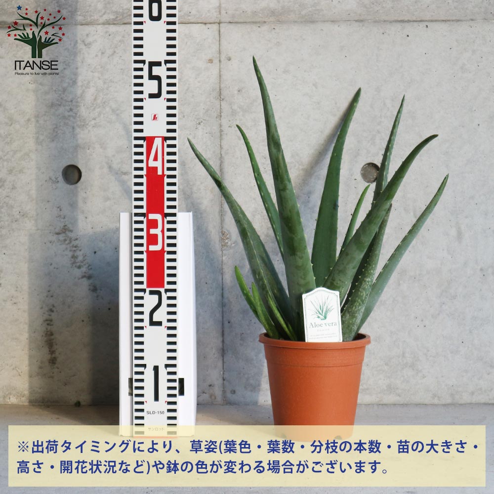 アロエ・ベラ 【ハーブの苗 5号鉢苗 多肉植物苗】｜ 【植物の