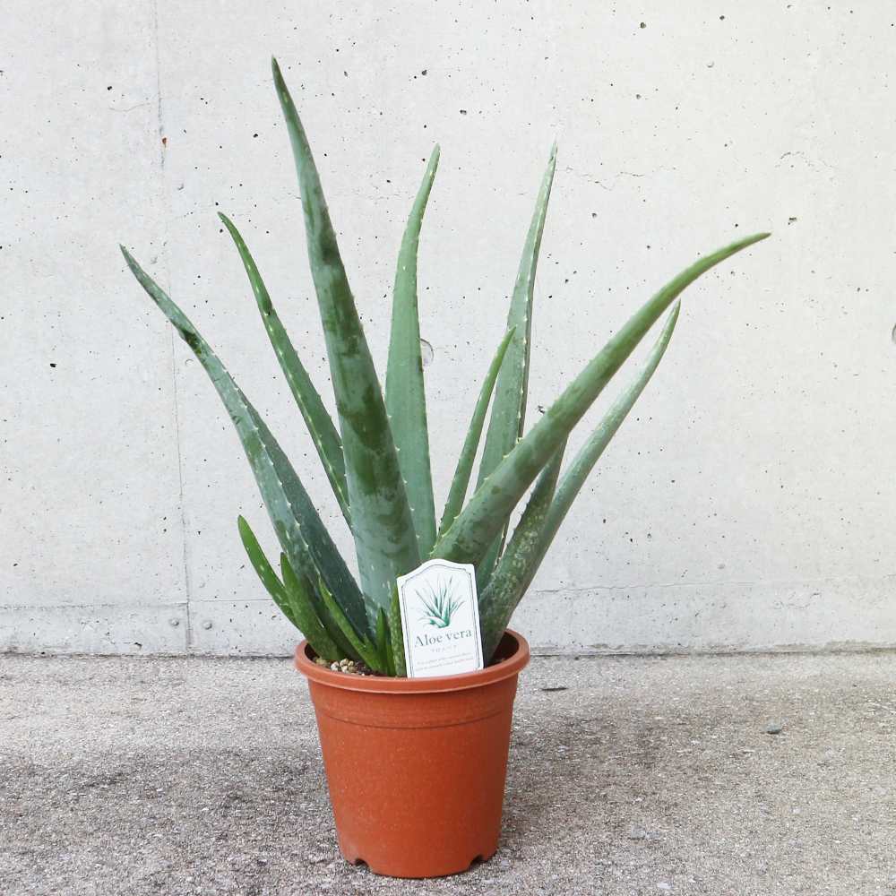 アロエ・ベラ 【ハーブの苗 5号鉢苗 多肉植物苗】｜ 【植物の