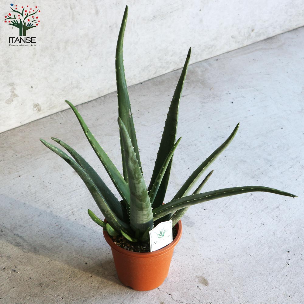 アロエ・ベラ 【ハーブの苗 5号鉢苗 多肉植物苗】｜ 【植物の