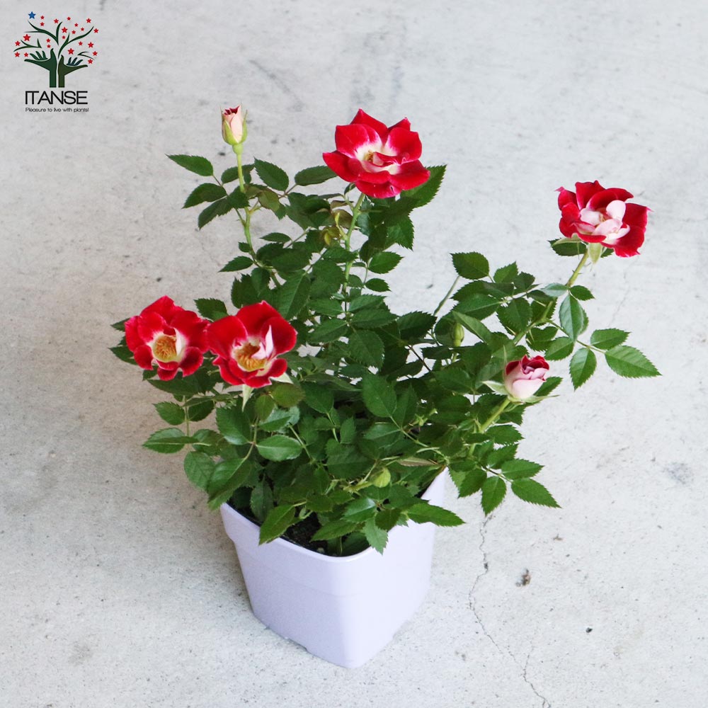 ミニ薔薇 リトルアーチスト 【花苗 3.5号鉢 花木／ミニバラ／1個売り