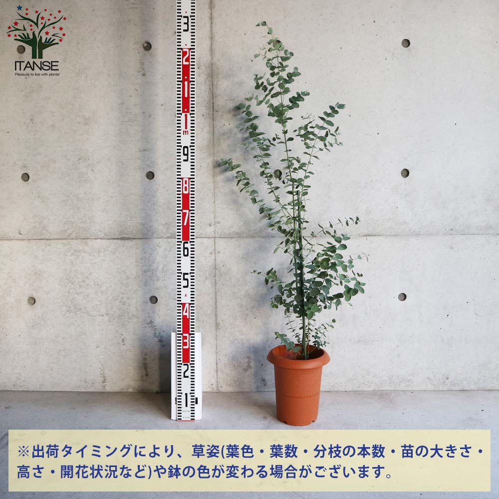 ユーカリ グニー【庭木 7号鉢 植木／花木／1個売り】｜ 【植物の