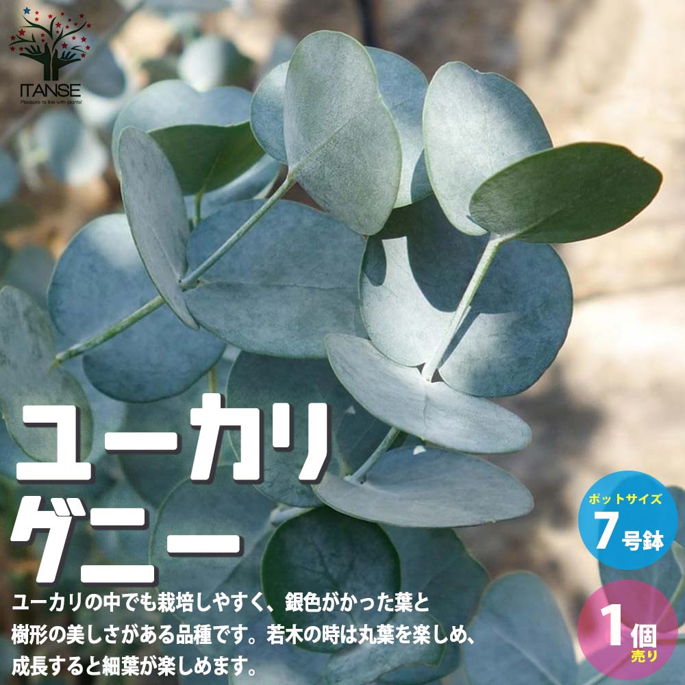 ユーカリ グニー【庭木 7号鉢 植木／花木／1個売り】｜ 【植物の
