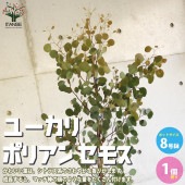 ユーカリ ポリアンセモス 【庭木 8号ポット大苗 植木／花木／1個売り】|植木・花木