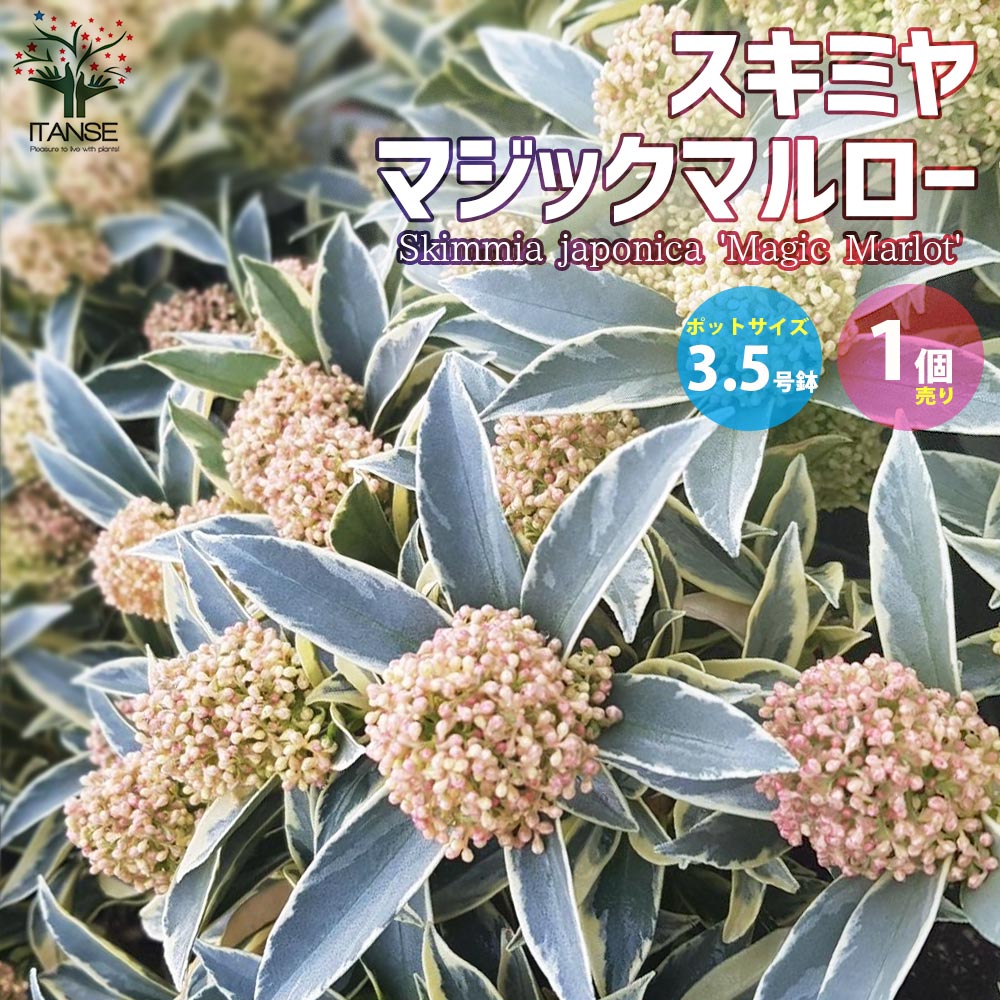 ぐっどな毎日様 リクエスト 2点 まとめ　スキミア　ペローサ　マジックマルロー スキミヤ マジックマルロー【花苗 3.5号ポット苗 植木／花木／1個売り