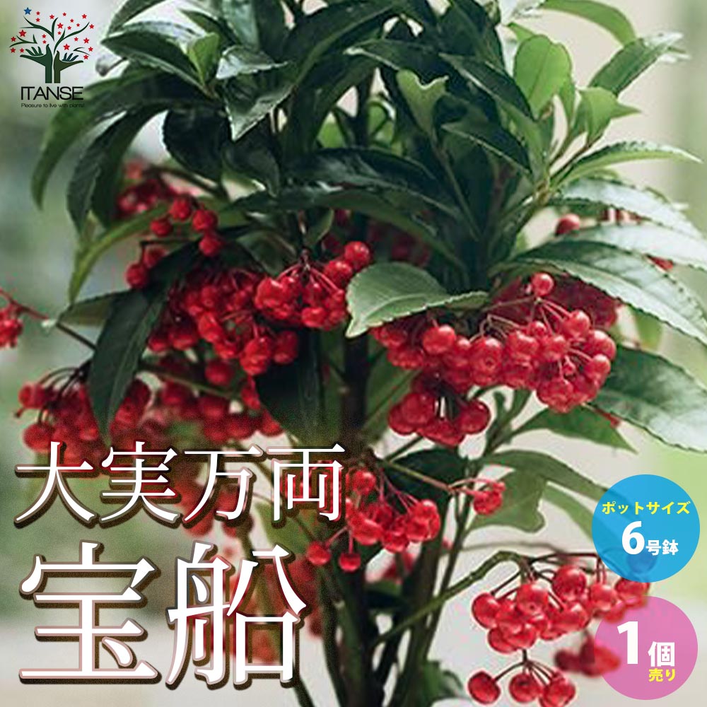 大実万両 宝船【庭木 6号鉢 植木／花木／1個売り】