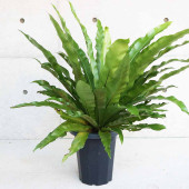 オオタニワタリ(大谷渡) 【観葉植物 8号鉢 リビングやオフィスに置きやすいサイズ／1個売り】|観葉植物