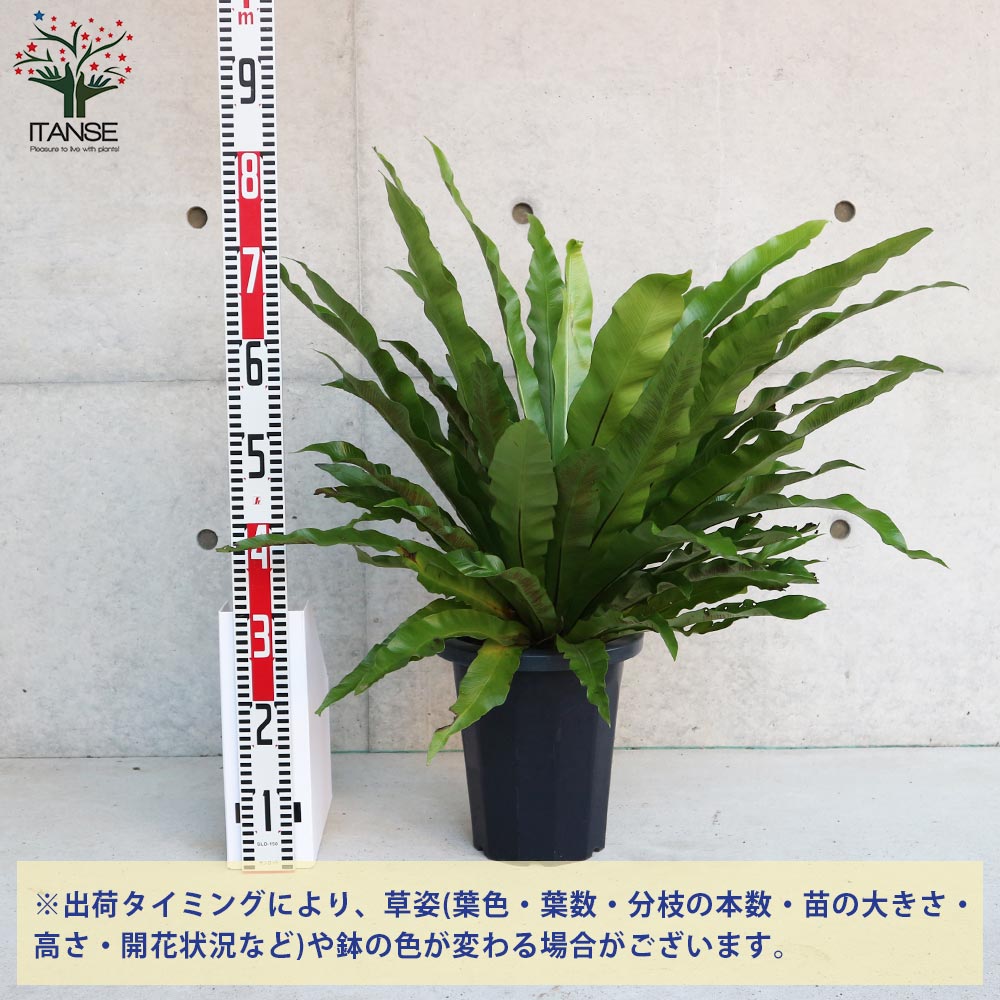 オオタニワタリ(大谷渡) 【観葉植物 8号鉢 リビングやオフィスに置き