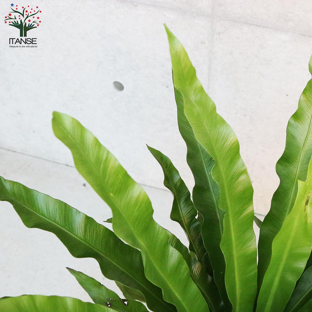 オオタニワタリ(大谷渡) 【観葉植物 8号鉢 リビングやオフィスに置き