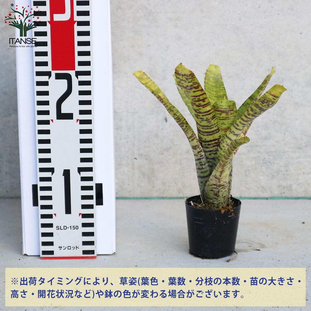 ネオレゲリア・イエローゼブラ 【観葉植物 2号ポット 熱帯植物