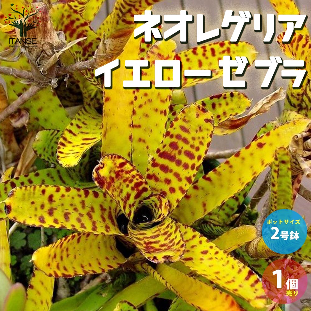 ネオレゲリア・イエローゼブラ 【観葉植物 2号ポット 熱帯植物／1個売り】