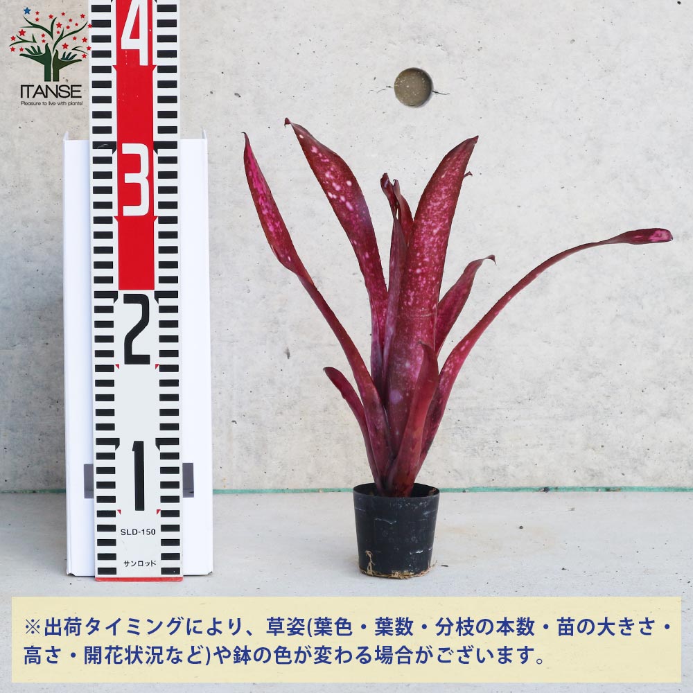 ビルベルギア・テンイー 【観葉植物 2号ポット 熱帯植物／1個売り