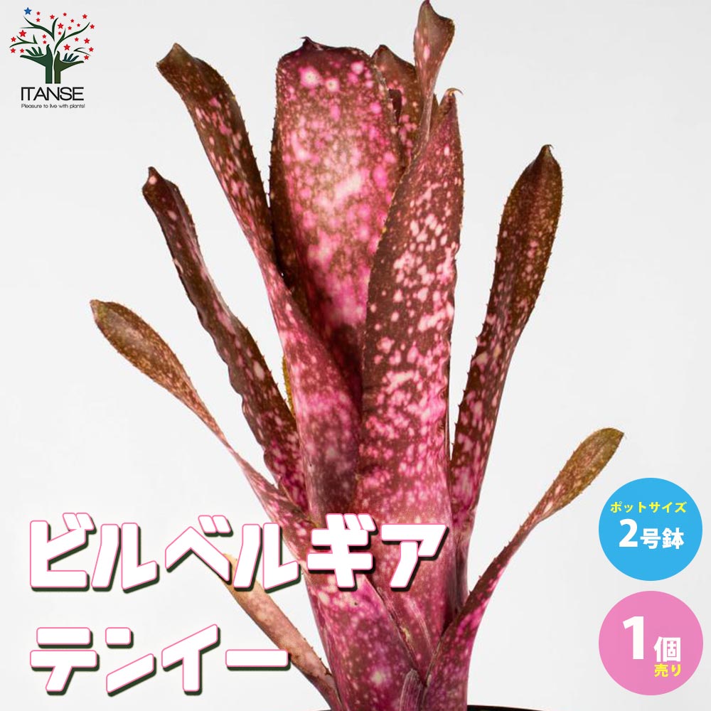 ビルベルギア・テンイー 【観葉植物 2号ポット 熱帯植物／1個売り