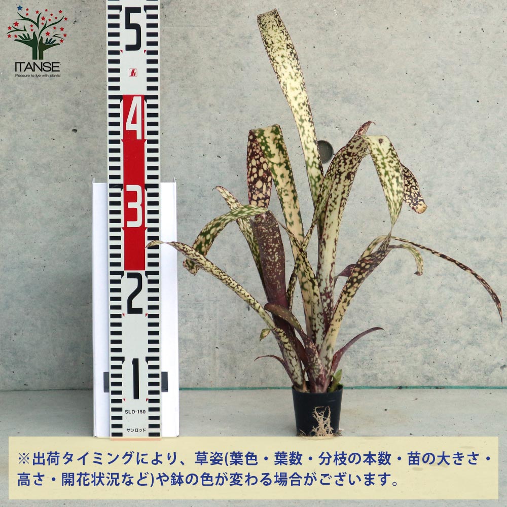 ビルベルギア・カサブランカ 【観葉植物 2号ポット 熱帯植物／1個売り