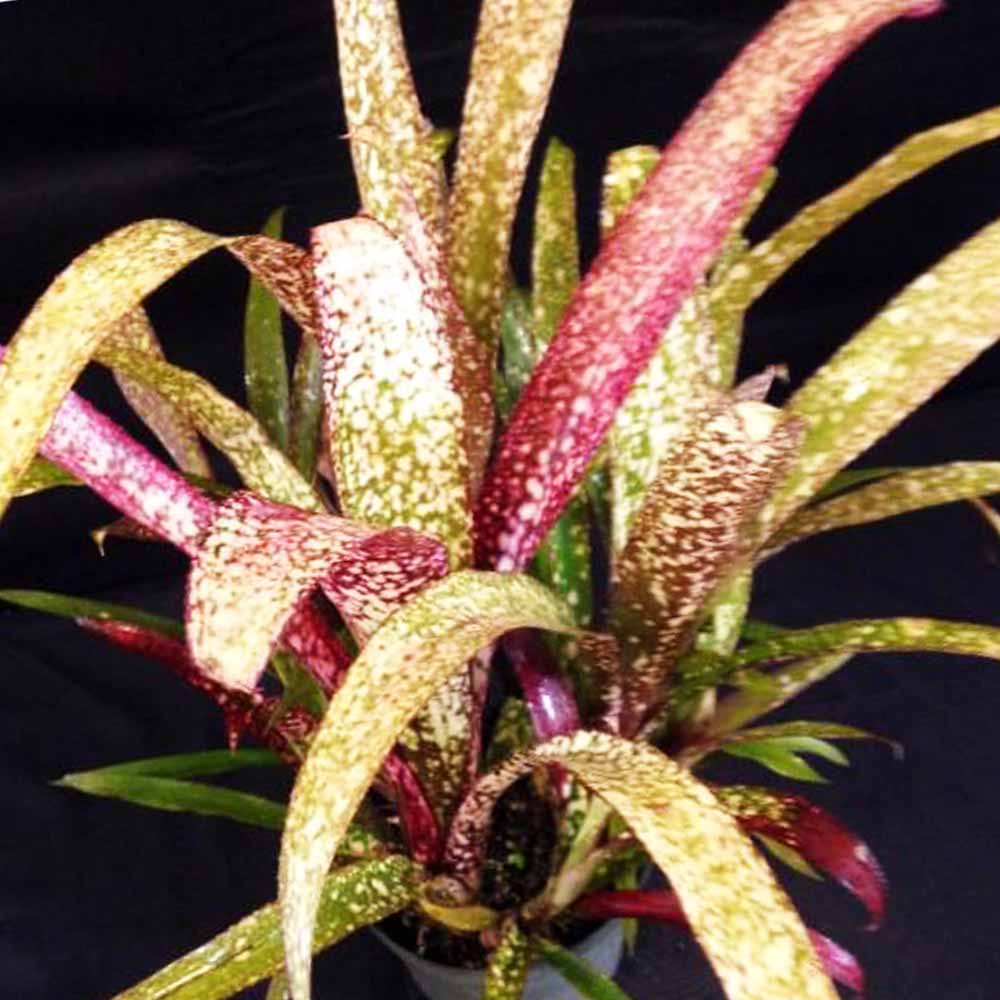 ビルベルギア・カサブランカ 【観葉植物 2号ポット 熱帯植物／1個売り